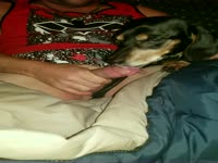 Man masturbating with her animal sex toy